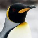 King_Penguin_3DF_5643_8x8_2.jpg