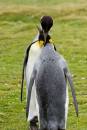 King_penguin_3DF_6906_8x12_2a.jpg