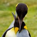 King_penguin_3DF_6906_8x8.jpg