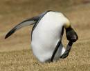 King_penguin_D300_0585_10x8.jpg