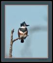 Kingfisher-s-tc2-11-26-11_7131bf.jpg