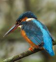 Kingfisher11.JPG