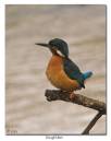 Kingfisher21.jpg