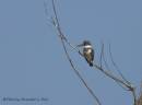 Kingfisher31.jpg