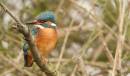 Kingfisher5.jpg