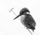 Kingfisher9.JPG
