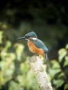 Kingfisher_6_LR.jpg