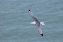 Kittiwake-in-flight.jpg