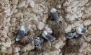 Kittiwakes.jpg