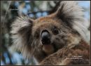 Koala-Bear-lerdd-19-2-12.jpg
