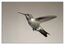 Kolibri01.jpg