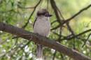 /gallery/data/501/thumbs/Kookaburra1.JPG