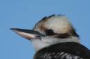 Kookaburra_Apr_084.JPG
