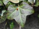 LADYBIRD_21.jpg