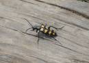 LONGHORN_BEETLE_3.jpg