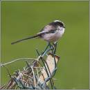 LONG_TAIL_TIT_pc.jpg