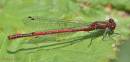 L_Red_Damselfly.jpg