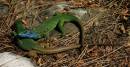 Lacerta_viridis_ssp_viridis.jpg