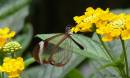 Lacewing.jpg