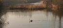 Lady_of_the_lake_21.jpg