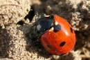 Ladybird.jpg