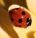 Ladybird_2.jpg