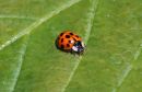 Ladybird_Coccinellidae_27-4-2020.jpg