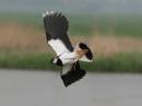 Lapwing-309.jpg