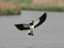 Lapwing-316.jpg