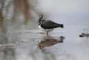 /gallery/data/501/thumbs/Lapwing1.jpg