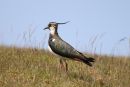 Lapwing_Vanellus_Vanellus_20-5-2020_1.jpg