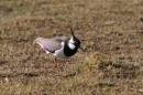 Lapwing_with_worm_2a.jpg