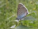 Large_Blue-1.jpg