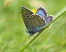 Large_Blue.JPG