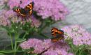 Large_Tottoiseshell_Butterfly_800.JPG
