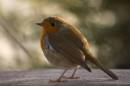 Late_Evening_Robin_1.jpg