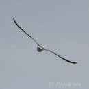 Laughing_Gull_003.jpg