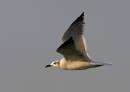Laughing_gull.jpg