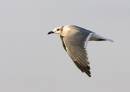 Laughing_gull_2.jpg