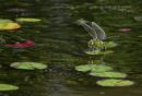 Laying-Eggs-3575_web.jpg
