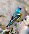 Lazuli_Bunting_3221a_web.jpg