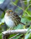 Leconte_Sparrow_2.jpg