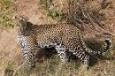 Leopard5605.jpg