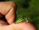 Leptophyes_albovittata.jpg