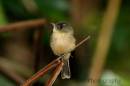 Lesser_Antillean_Pewee_-006.jpg