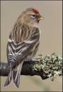 Lesser_Redpoll_1102.jpg