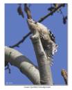 Lesser_Spotted_Woodpecker_1.jpg