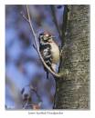Lesser_Spotted_Woodpecker_2.jpg