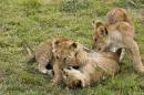 Lion2129.jpg