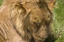Lion2230.jpg